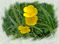 Elixir Bouton d`or