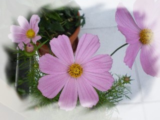 Elixir cosmos