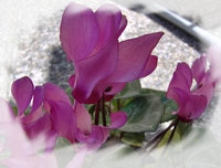 Elixir Cyclamen