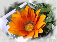 Elixir Gazania
