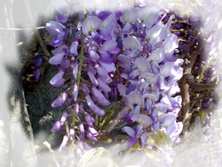 Elixir Glycine