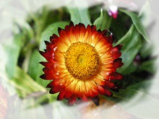 Elixir Immortelle