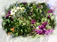 Elixir lilas
