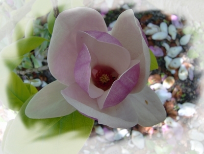 Elixir Magnolia