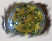 Elixir Millepertuis