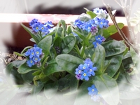 Elixir Myosotis