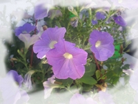 Elixir Pétunia