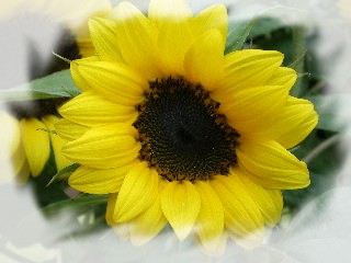 Elixir Tournesol