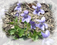 Elixir Violette